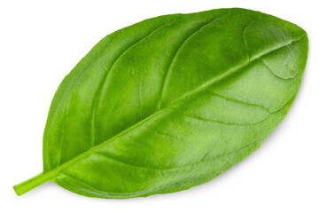 Basil. Fresh green basil leaves. Basil plant. Herbs and spice. Aromatic green leaves. Herbal for...