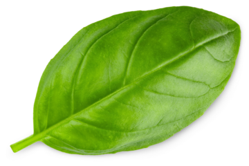 Basil. Fresh green basil leaves. Basil plant. Herbs and spice. Aromatic green leaves. Herbal for cooking salad with vegetables. Farm agriculture. Natural raw health vegetarian food