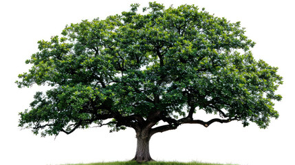 portrait tree oak isolated on white background