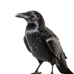 Fototapeta premium Carrion Crow isolated on transparent background