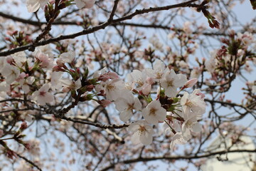 春の風景　桜