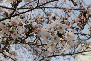 春の風景　桜