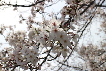 春の風景　桜