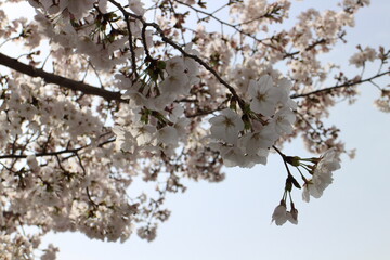 春の風景　桜