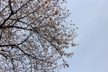 春の風景　桜