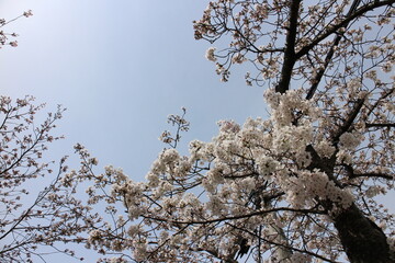 春の風景　桜