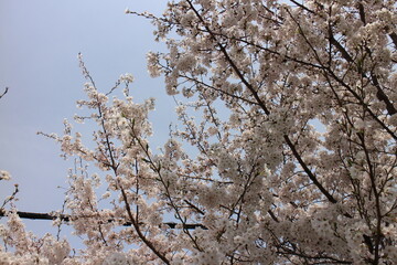 春の風景　桜
