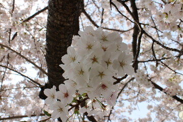 春の風景　桜