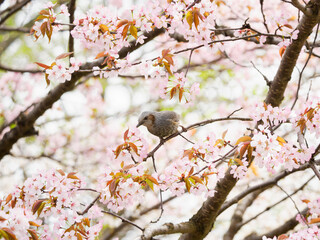 桜とヒヨドリ