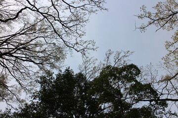 春の風景　山の木