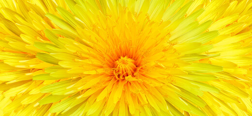 Obraz premium Yellow dandelion flower on a white isolated background with clipping path. Closeup. For design. Studio shot. Nature.