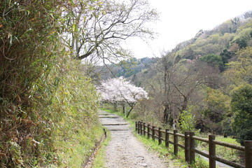 Fototapeta premium 春の風景 ハイキングの山道