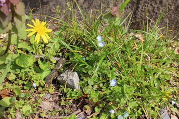 春の風景　オオイヌノフグリとタンポポ