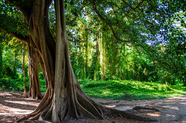 tree in the forest