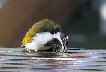 Juvenile blue-faced honeyeater bird trying to pick up a silver coin