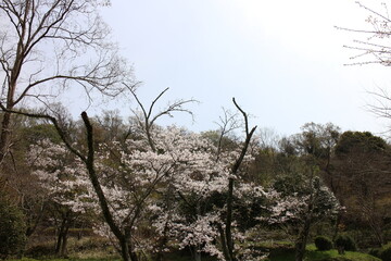 春の風景　山