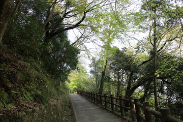 Fototapeta premium 春の風景 ハイキングの山道