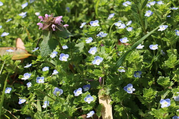 春の風景　オオイヌノフグリ