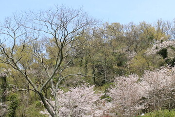 春の風景　山