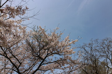 春の風景　山