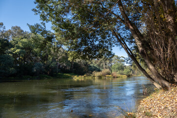 Rapid water flow and riverbank of Goulburn River surrounded by forest or woods in Thornton, Victoria Australia. Beautiful scenery and natural environment in Regional Australia.