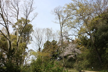 春の風景　山