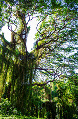 trees in the forest