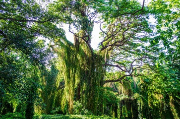 Fototapeta premium forest in the morning