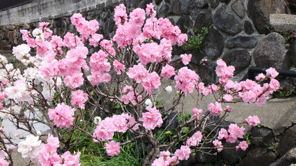 春の風景　八重桜