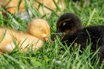 two ducklings