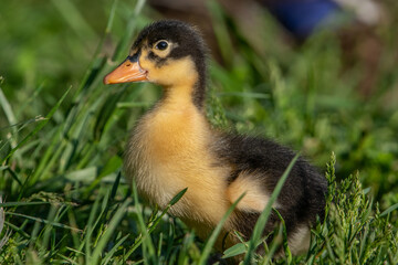 Obraz premium duckling in the grass