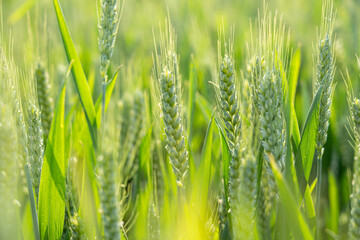 Fototapeta premium Ripe ears of meadow wheat field. Ears of green wheat close up.