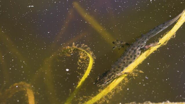 Young Salamander Resting on Pond Vegetation, Close Up