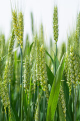 Naklejka premium Ripe ears of meadow wheat field. Ears of green wheat close up.