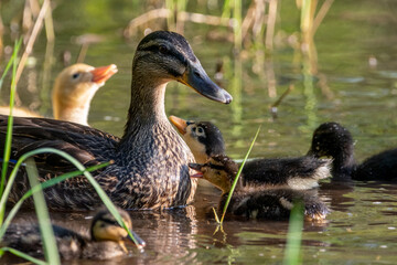 Obraz premium duck and ducklings