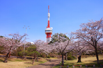 Obraz premium 宇都宮市 八幡山公園の満開の桜