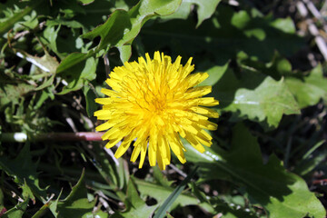 Yellow dandelion flower on a plant surrounded by green leaves and grass