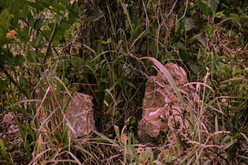 several granite cubes under the tree