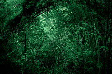 Background of lush green forest, with a tropical vibe enhanced by a green filter