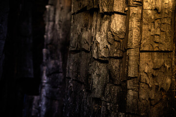 tree, texture, detail, background, skin, close up old tree skin