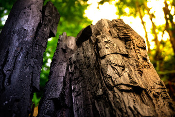 tree, texture, detail, background, skin, close up old tree skin