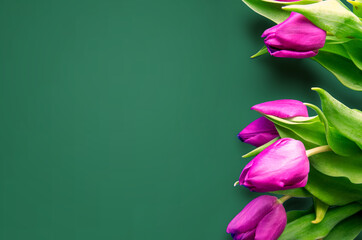 Fresh flower composition, bouquet of bi color tulips