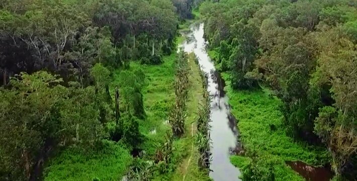 aerial video of a very natural protected forest with a river flowing calmly between the forest