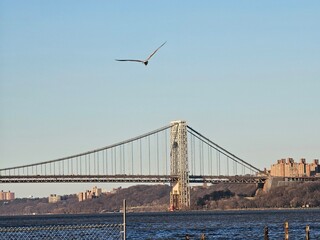 city bridge on water with bird