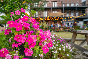 flower with party event in the distance, blurred