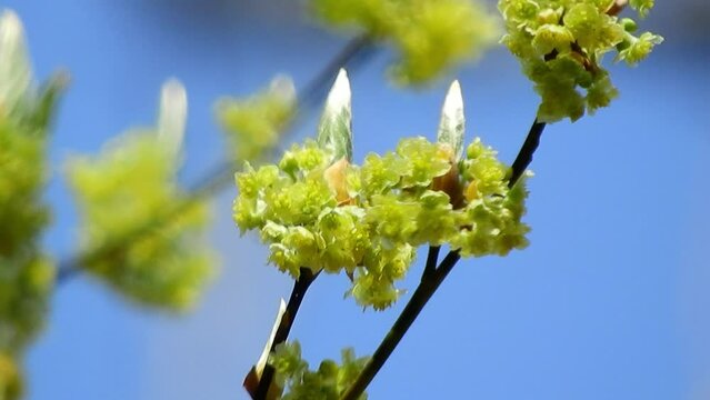 青空を背景にしたアブラチャンの花　【山野草・樹木】アブラチャン（油瀝青）：Lindera praecox　240423-1