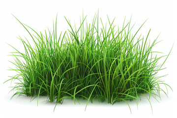 Realistic green grass field Isolated on white background.