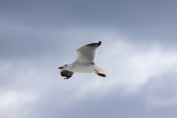 Seagull - Flying
