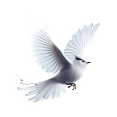 White Dove Soaring in Peaceful Flight