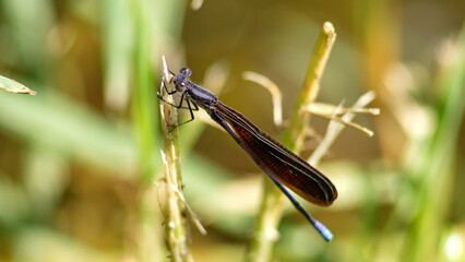 Ebony jewelwing (Calopteryx maculata) damselfly in Panama City, Florida, USA